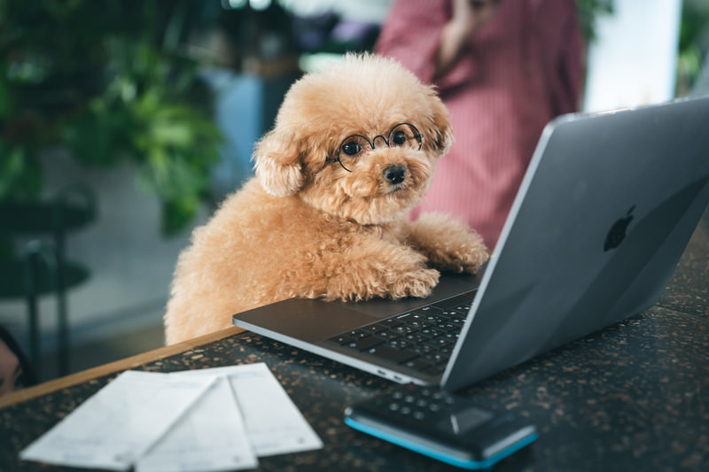 こてつ部長の写真